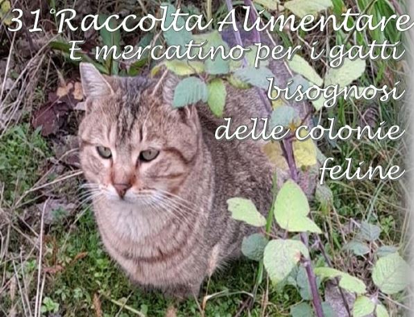 Grafica: sullo sfondo, foto di un gatto soriano; sopra, titolo dell'evento