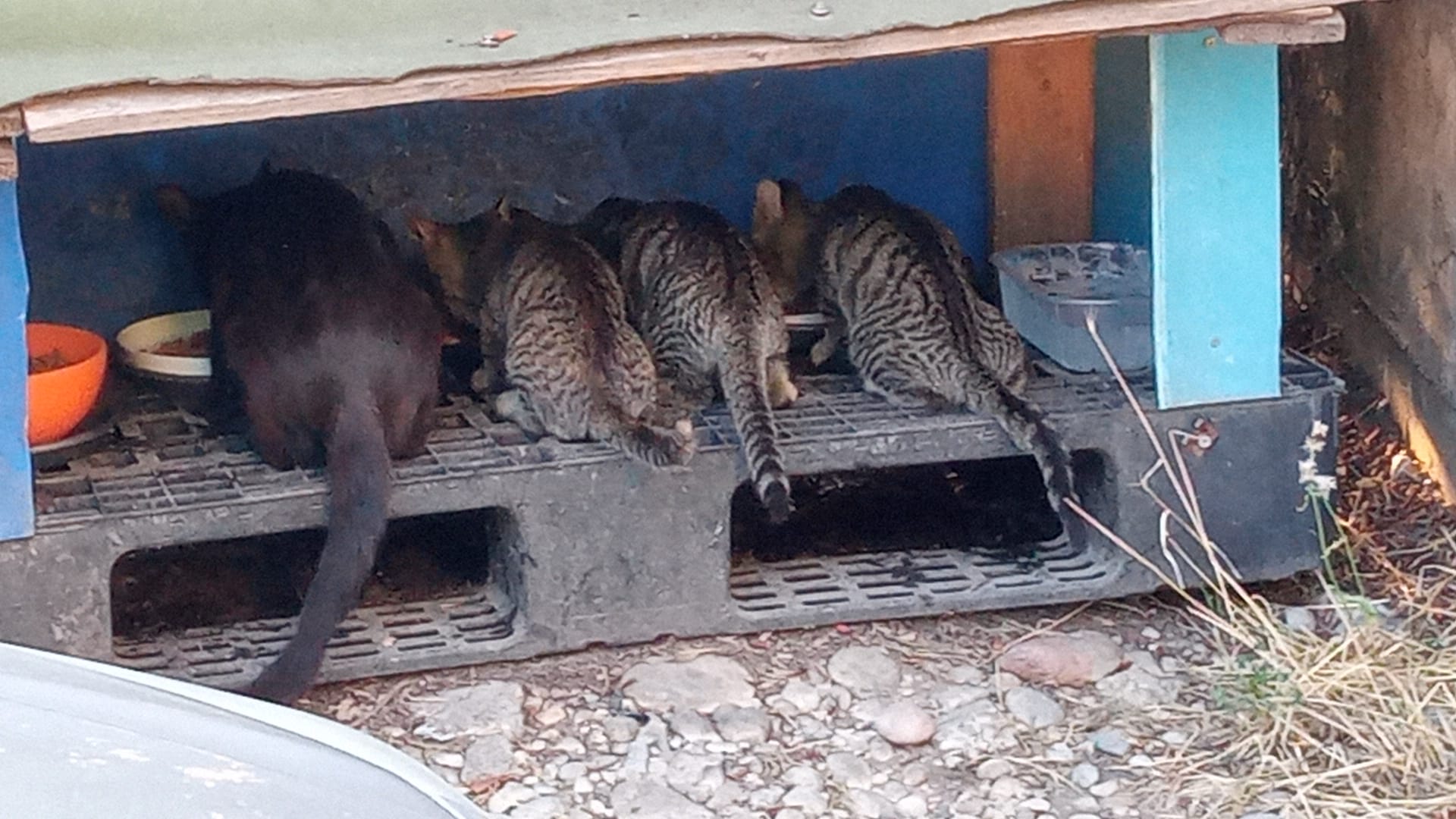 Quattro gatti (un adulto e un cucciolo) visti di spalle mentre mangiano sopra un bancale di legno