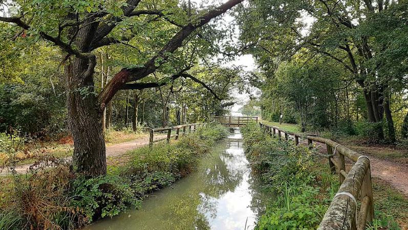 Scorcio di un bosco di pianura attraversato da un canale