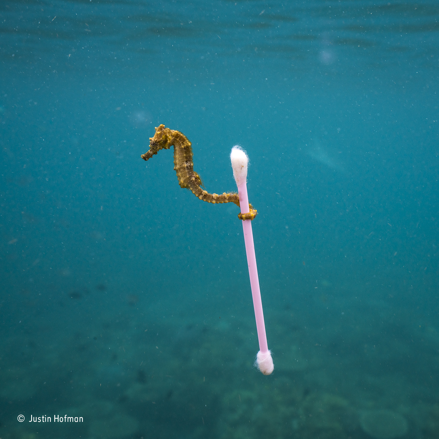 foto di Justin Hofman