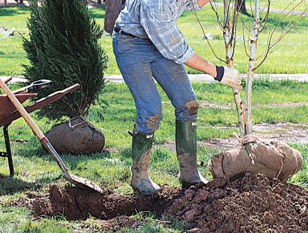 uomo che pianta un albero