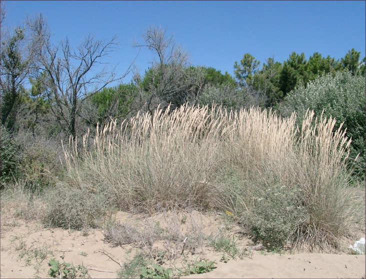 fotografia della vegetazione dunale (Ammophila arenaria)