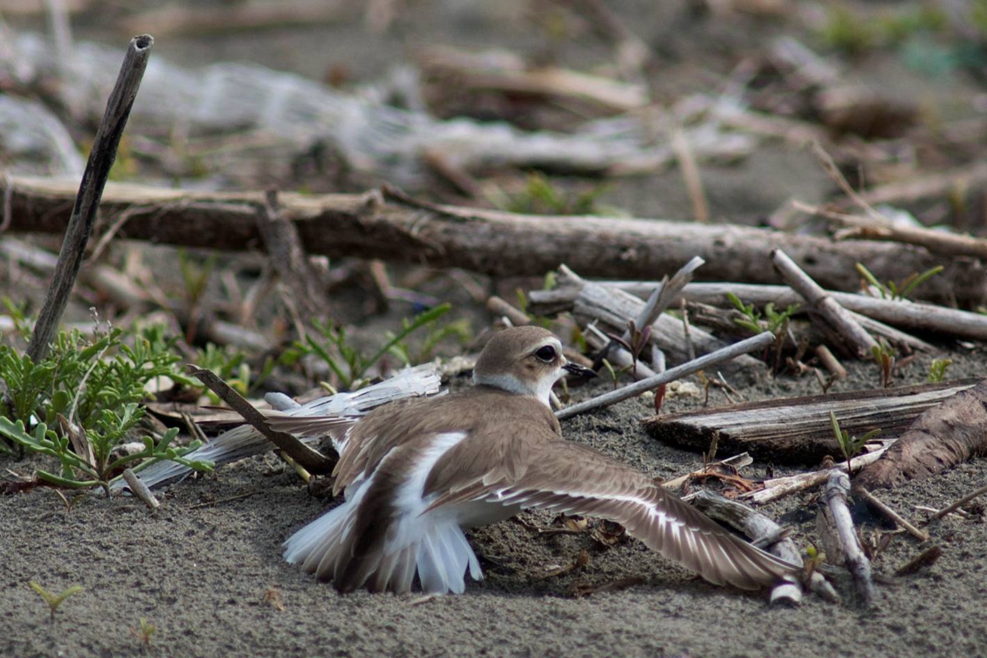 fotografia delle cova dell'avifauna