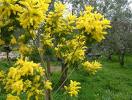 il fiore di mimosa